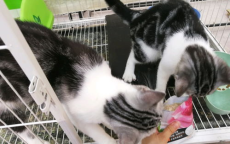 虎虎我啊：揭秘美食诱惑下的“吃不动”真相