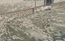 “大连海面奇观：密密麻麻冻鱼铺满海面”