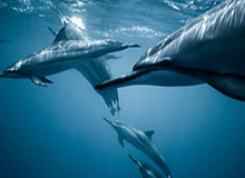 丁禹兮:爱情与财富的完美融合——钱在哪,爱就在哪